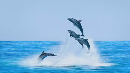 Unique Dolphin Theme Multitool